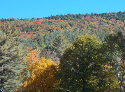 View of Forest